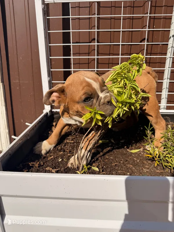 Dolly  – English Bulldog puppy for sale in Troy, MO