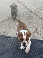 Rossco, a male English Bulldog for sale in Troy, MO – 3 of 10