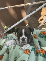 Winnie, a female English Bulldog for sale in Troy, MO – 6 of 10