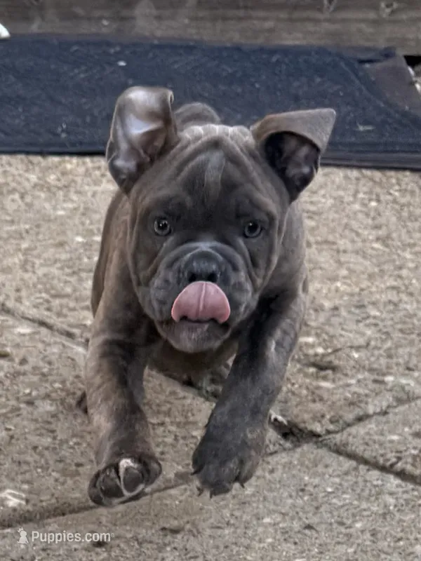 Sage – English Bulldog puppy for sale in Troy, MO