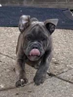 Sage, a female English Bulldog for sale in Troy, MO – 3 of 7