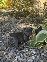 Sage, a female English Bulldog for sale in Troy, MO – 5 of 7