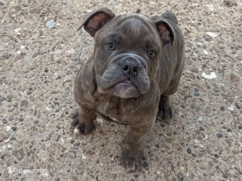 Winona – English Bulldog puppy for sale in Troy, MO