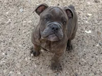 Winona, a female English Bulldog for sale in Troy, MO – 1 of 8
