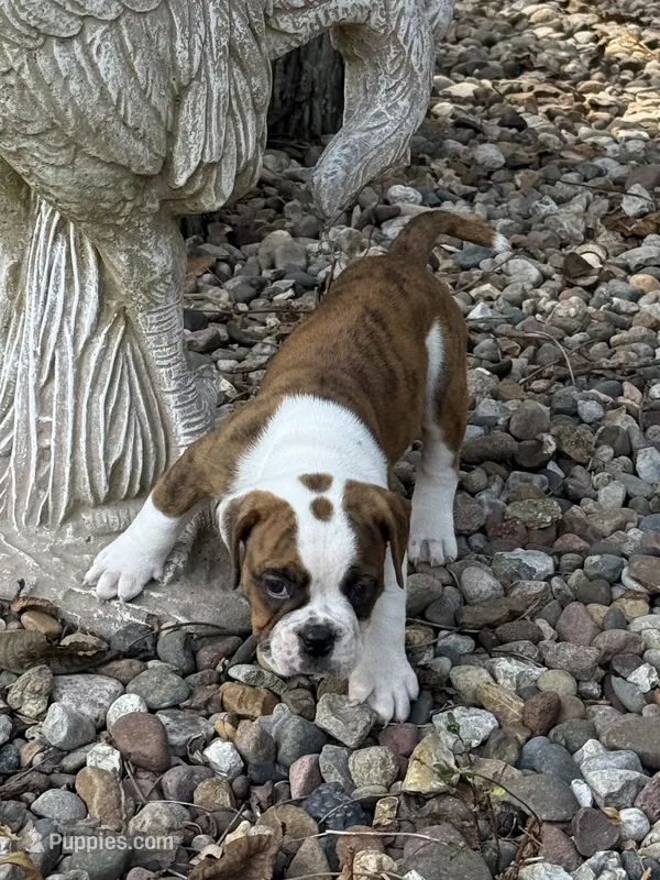 Rossco – English Bulldog puppy for sale in Troy, MO
