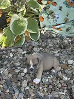 Dolly, a female English Bulldog for sale in Troy, MO – 5 of 9