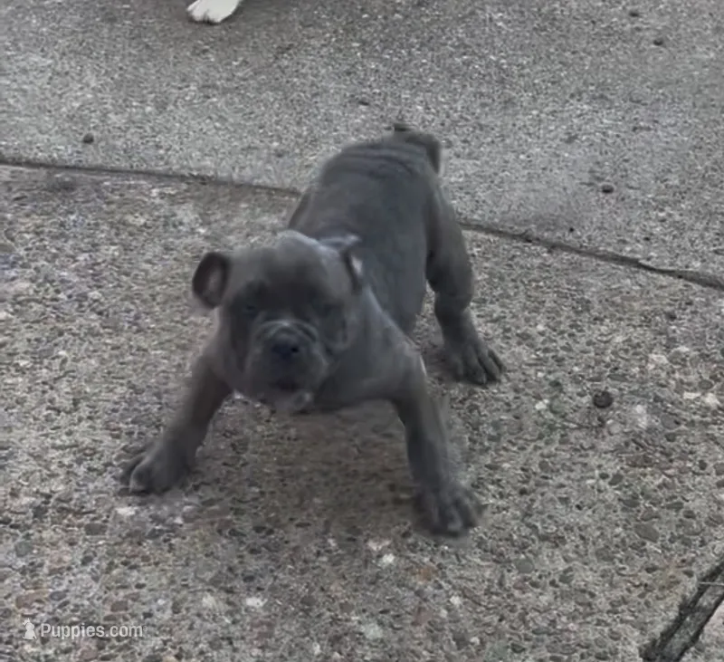 Sage – English Bulldog puppy for sale in Troy, MO