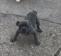 Sage, a female English Bulldog for sale in Troy, MO – 1 of 7