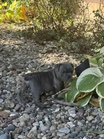 Sage, a female English Bulldog for sale in Troy, MO – 6 of 7