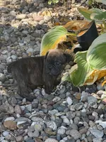 Onyx, a male English Bulldog for sale in Troy, MO – 7 of 10