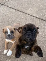 Dolly, a female English Bulldog for sale in Troy, MO – 4 of 9