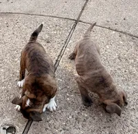 Winona, a female English Bulldog for sale in Troy, MO – 2 of 8