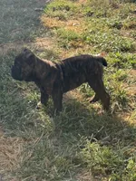 Onyx, a male English Bulldog for sale in Troy, MO – 9 of 10