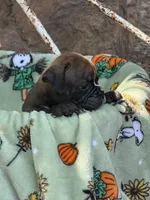 Reggie, a male English Bulldog for sale in Troy, MO – 3 of 8