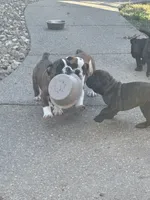 Reggie, a male English Bulldog for sale in Troy, MO – 6 of 8