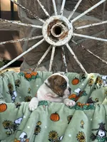 Rossco, a male English Bulldog for sale in Troy, MO – 8 of 10
