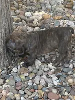 Onyx, a male English Bulldog for sale in Troy, MO – 10 of 10