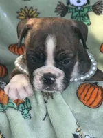 Winnie, a female English Bulldog for sale in Troy, MO – 10 of 10