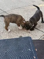 Onyx, a male English Bulldog for sale in Troy, MO – 5 of 10