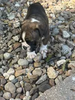 Winnie, a female English Bulldog for sale in Troy, MO – 3 of 10