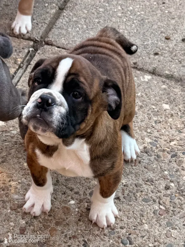 Winnie – English Bulldog puppy for sale in Troy, MO