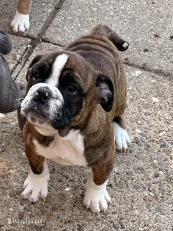 Winnie – English Bulldog puppy for sale in Troy, MO