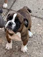 Winnie, a female English Bulldog for sale in Troy, MO – 2 of 10