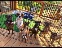 Dolly , a female English Bulldog for sale in Troy, MO – 3 of 6