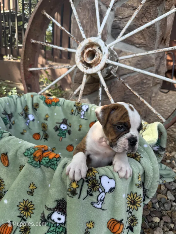 Rossco – English Bulldog puppy for sale in Troy, MO