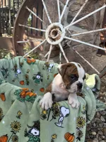 Rossco, a male English Bulldog for sale in Troy, MO – 6 of 10
