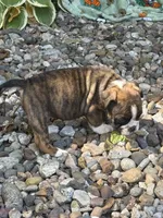 Winnie, a female English Bulldog for sale in Troy, MO – 7 of 10