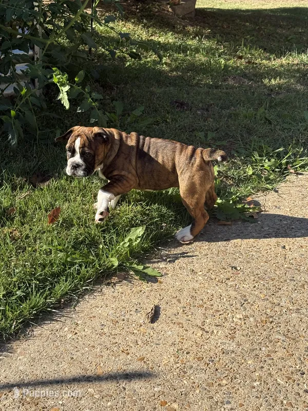 Winnie – English Bulldog puppy for sale in Troy, MO