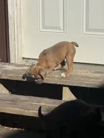 Dolly, a female English Bulldog for sale in Troy, MO – 6 of 9