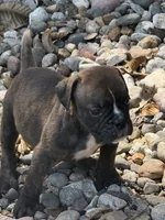 Reggie, a male English Bulldog for sale in Troy, MO – 1 of 8