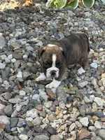 Winnie, a female English Bulldog for sale in Troy, MO – 4 of 10