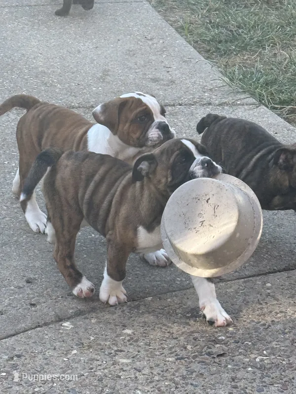 Winnie – English Bulldog puppy for sale in Troy, MO