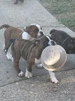 Winnie, a female English Bulldog for sale in Troy, MO – 5 of 10