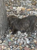 Onyx, a male English Bulldog for sale in Troy, MO – 2 of 10