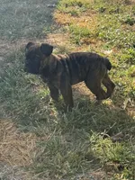 Onyx, a male English Bulldog for sale in Troy, MO – 3 of 10