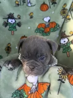 Sage, a female English Bulldog for sale in Troy, MO – 4 of 7