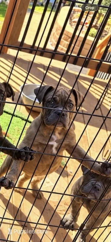 Winona – English Bulldog puppy for sale in Troy, MO