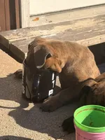 Winona, a female English Bulldog for sale in Troy, MO – 3 of 8