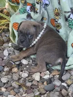 Winona, a female English Bulldog for sale in Troy, MO – 8 of 8