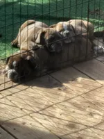 Winona, a female English Bulldog for sale in Troy, MO – 5 of 8