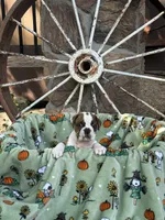 Rossco, a male English Bulldog for sale in Troy, MO – 10 of 10