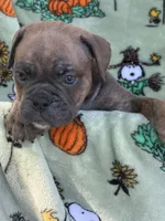 Winona, a female English Bulldog for sale in Troy, MO – 4 of 8