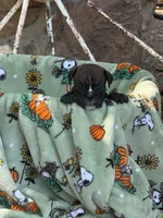 Reggie, a male English Bulldog for sale in Troy, MO – 2 of 8
