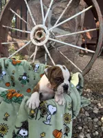 Rossco, a male English Bulldog for sale in Troy, MO – 7 of 10