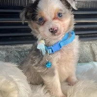 Blue Merle Toy Aussie M, a male Toy Australian Shepherd for sale in Greenwood, SC – Photo 7 of 10