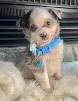 Blue Merle Toy Aussie M, a male Toy Australian Shepherd for sale in Greenwood, SC – Photo 7 of 10